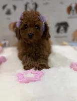 Pumpkin, a female Poodle - Toy  for sale in Mcdonough, GA – 2 of 2