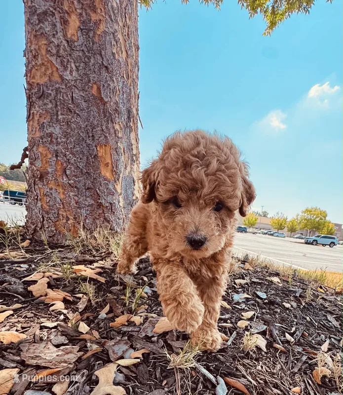 Light red Tiny toy  – Poodle - Toy  puppy on hold in Mcdonough, GA