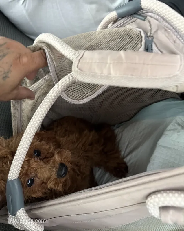 Pumpkin – Poodle - Toy  puppy for sale in Mcdonough, GA
