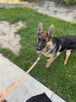Ella- Jane, a female German Shepherd Dog for sale in Corona, CA – 4 of 4