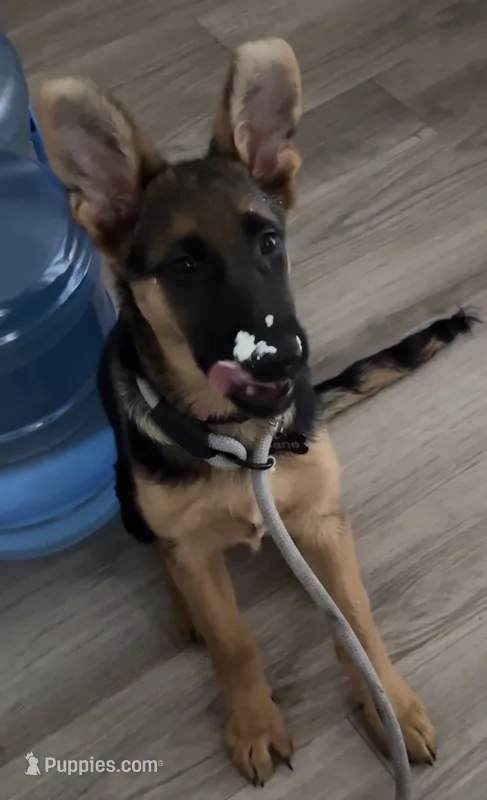 Ella- Jane – German Shepherd Dog puppy for sale in Corona, CA