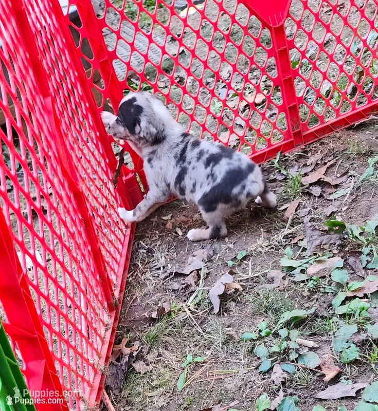 Benjamin – Australian Shepherd, American Pit Bull Terrier puppy for sale in Blairsville, GA