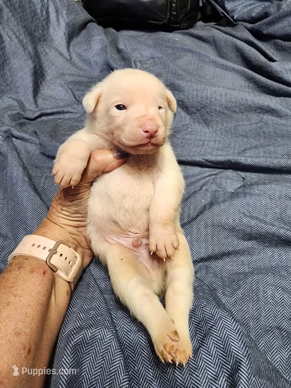 Revere – Australian Shepherd, American Pit Bull Terrier puppy for sale in Blairsville, GA
