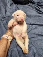 Revere, a male Australian Shepherd and American Pit Bull Terrier for sale in Blairsville, GA – 1 of 5