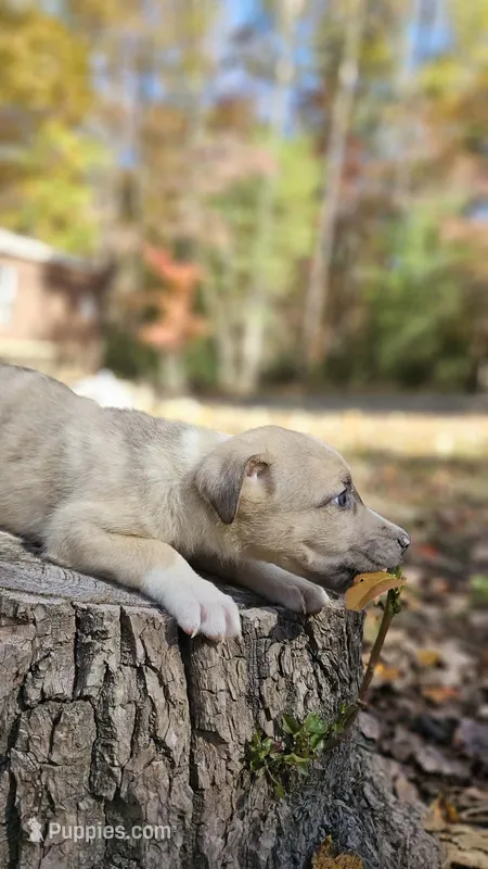 George – Australian Shepherd, American Pit Bull Terrier puppy for sale in Blairsville, GA