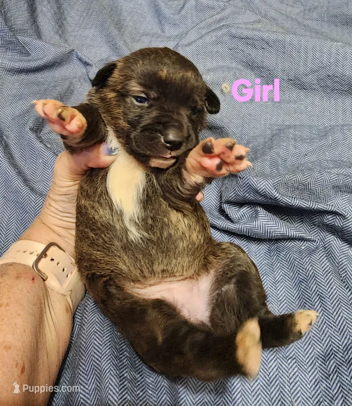 America – Australian Shepherd, American Pit Bull Terrier puppy for sale in Blairsville, GA
