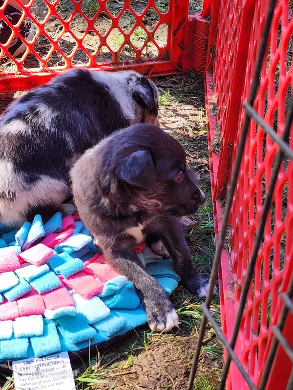 Liberty – Australian Shepherd, American Pit Bull Terrier puppy for sale in Blairsville, GA