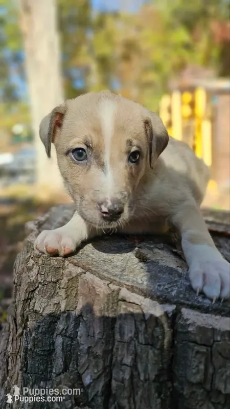 George – Australian Shepherd, American Pit Bull Terrier puppy for sale in Blairsville, GA