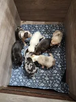 Revere, a male Australian Shepherd and American Pit Bull Terrier for sale in Blairsville, GA – 4 of 5