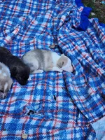 Samuel, a male Australian Shepherd and American Pit Bull Terrier for sale in Blairsville, GA – 2 of 2