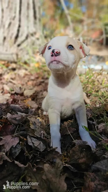 Samuel – Australian Shepherd, American Pit Bull Terrier puppy on hold in Blairsville, GA