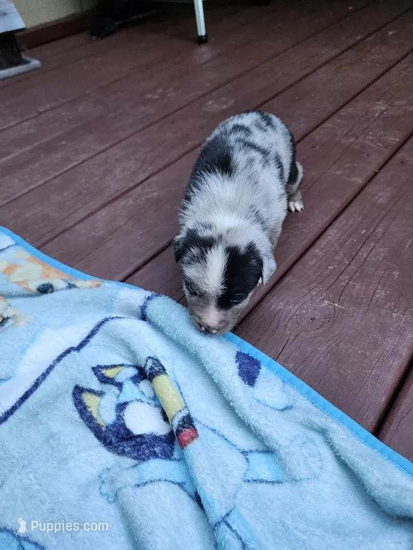 Benjamin – Australian Shepherd, American Pit Bull Terrier puppy for sale in Blairsville, GA