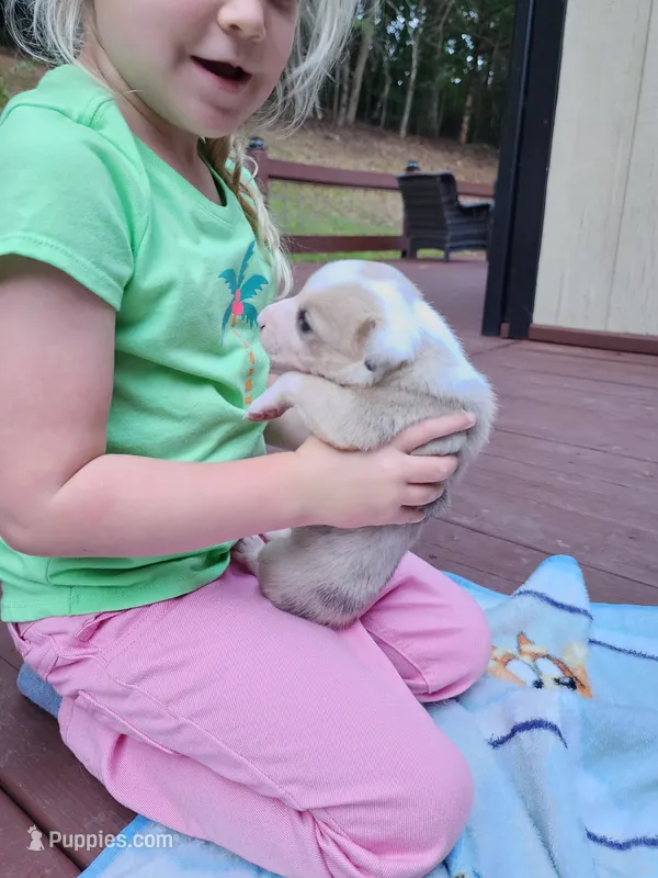Samuel – Australian Shepherd, American Pit Bull Terrier puppy for sale in Blairsville, GA