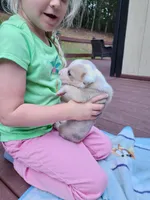 Samuel, a male Australian Shepherd and American Pit Bull Terrier for sale in Blairsville, GA – 1 of 2