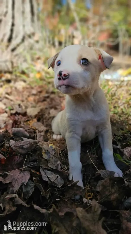 Samuel – Australian Shepherd, American Pit Bull Terrier puppy for sale in Blairsville, GA