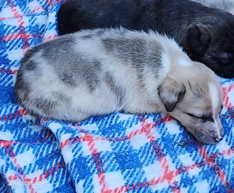 George – Australian Shepherd, American Pit Bull Terrier puppy for sale in Blairsville, GA