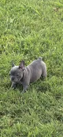 Red, a female French Bulldog for sale in Whitwell, TN – 2 of 3