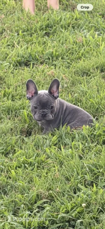 Red – French Bulldog puppy for sale in Whitwell, TN