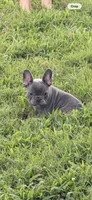 Red, a female French Bulldog for sale in Whitwell, TN – 1 of 3