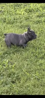 Pink, a female French Bulldog for sale in Whitwell, TN – 3 of 3