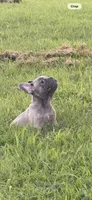 Blue, a male French Bulldog for sale in Whitwell, TN – 2 of 3