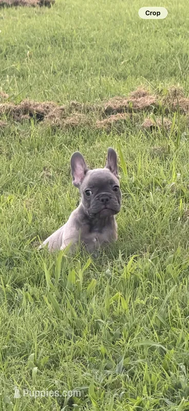Blue – French Bulldog puppy for sale in Whitwell, TN
