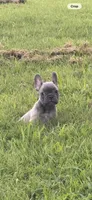 Blue, a male French Bulldog for sale in Whitwell, TN – 1 of 3