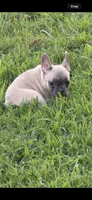 Orange , a female French Bulldog for sale in Whitwell, TN – 2 of 3