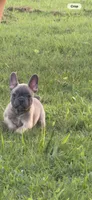 Green, a male French Bulldog for sale in Whitwell, TN – 3 of 4