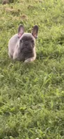 Blue, a male French Bulldog for sale in Whitwell, TN – 3 of 3