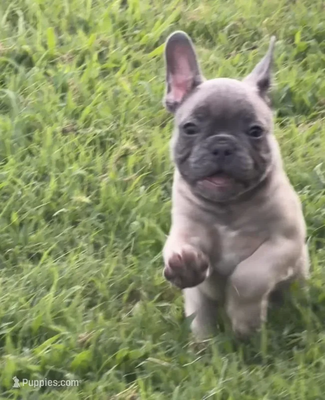 Green – French Bulldog puppy for sale in Whitwell, TN