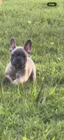 Green, a male French Bulldog for sale in Whitwell, TN – 2 of 4