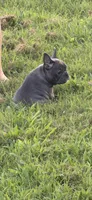 Pink, a female French Bulldog for sale in Whitwell, TN – 2 of 3