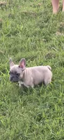 Orange , a female French Bulldog for sale in Whitwell, TN – 3 of 3