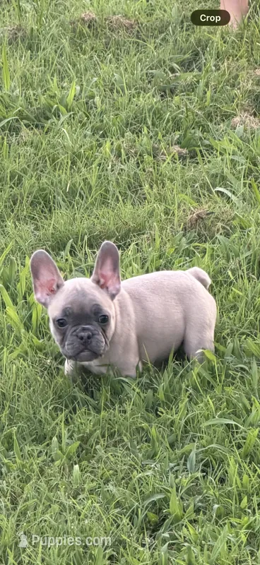 Orange  – French Bulldog puppy for sale in Whitwell, TN