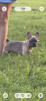 Green, a male French Bulldog for sale in Whitwell, TN – 4 of 4