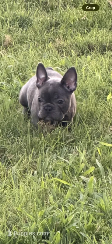 Pink – French Bulldog puppy for sale in Whitwell, TN