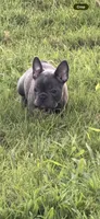 Pink, a female French Bulldog for sale in Whitwell, TN – 1 of 3
