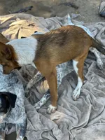 Juanito, a male Australian Cattle Dog and Collie for sale in Merced, CA – Photo 4 of 5