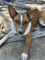 Juanito, a male Australian Cattle Dog and Collie for sale in Merced, CA – Photo 3 of 5
