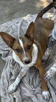 Juanito, a male Australian Cattle Dog and Collie for sale in Merced, CA – Photo 1 of 5