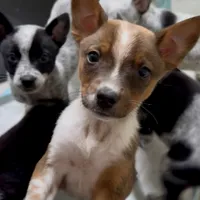 Juanito, a male Australian Cattle Dog and Collie for sale in Merced, CA – Photo 2 of 5