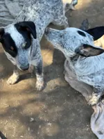 Buster, a male Australian Cattle Dog and Collie for sale in Merced, CA – Photo 2 of 7