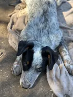 Buster, a male Australian Cattle Dog and Collie for sale in Merced, CA – Photo 4 of 7