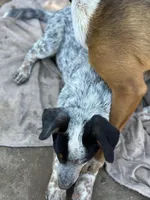 Buster, a male Australian Cattle Dog and Collie for sale in Merced, CA – Photo 3 of 7