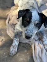 Buster, a male Australian Cattle Dog and Collie for sale in Merced, CA – Photo 1 of 7