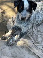 Buster, a male Australian Cattle Dog and Collie for sale in Merced, CA – Photo 6 of 7