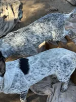 Buster, a male Australian Cattle Dog and Collie for sale in Merced, CA – Photo 5 of 7