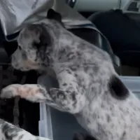 Queen, a female Australian Cattle Dog for sale in Merced, CA – Photo 3 of 5