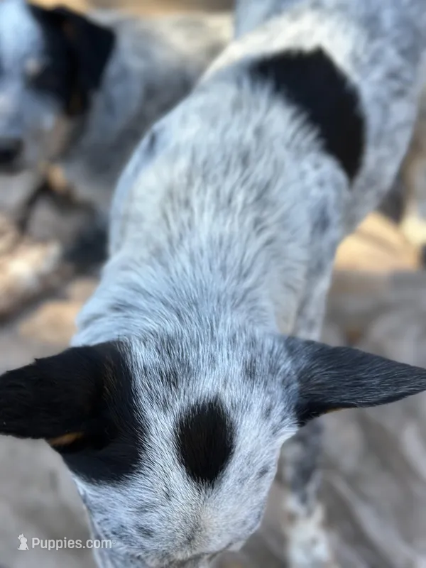 Queen – Australian Cattle Dog puppy for sale in Merced, CA